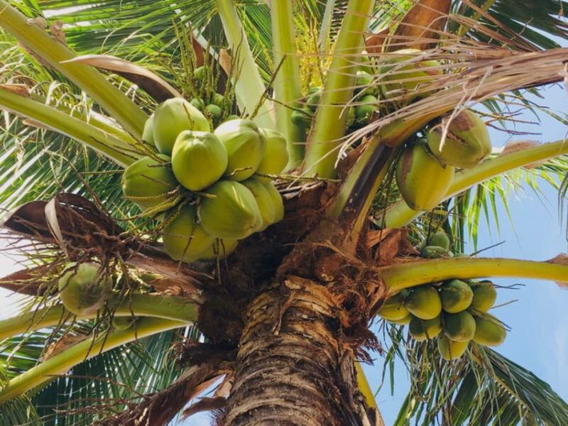 koh-yao-noi-the-local-way-of-life-eco-half-day-tour