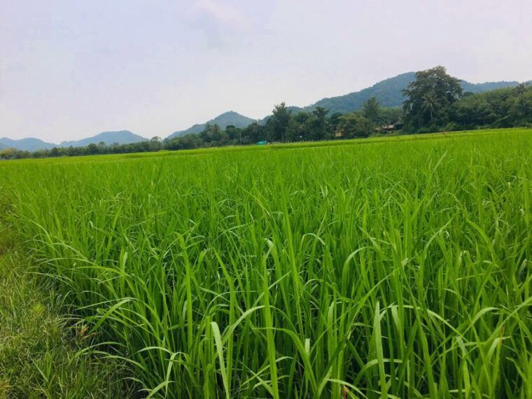 koh-yao-noi-the-local-way-of-life-eco-half-day-tour