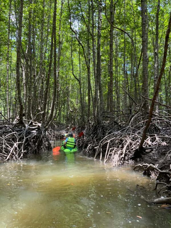 Koh Yao Yai: Klong Hia Mangrove Kayaking - What to Expect During Your Trip