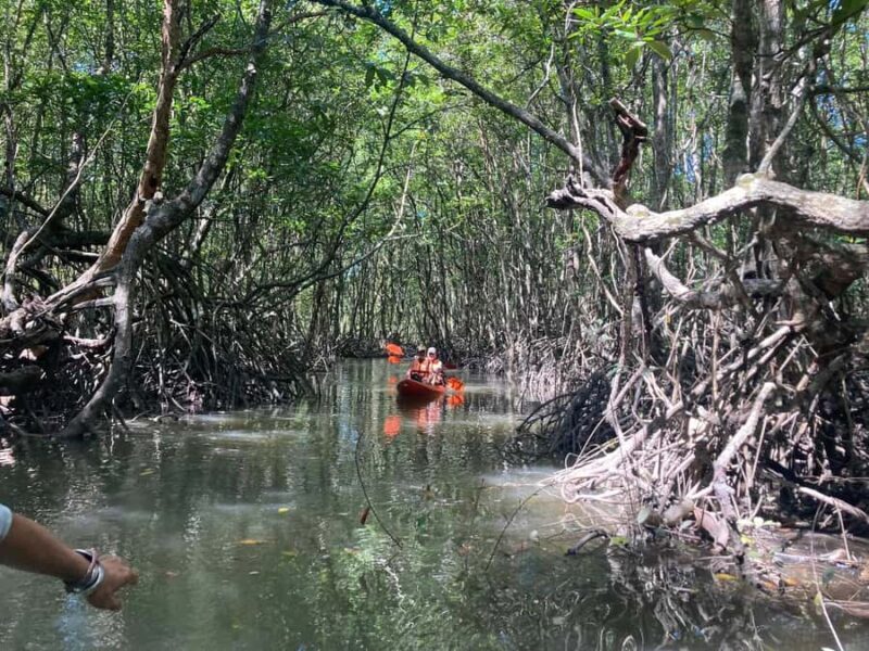 Koh Yao Yai : Mangrove Kayaking Adventure - Who Should Book This Experience?