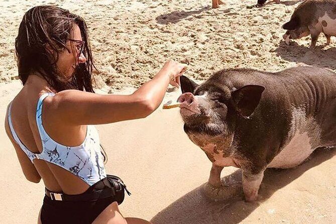 kohsamui.tours - Pig Island Snorkeling Eco Tour by Speed Boat - Points to Consider Before Booking