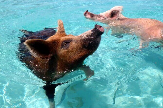 kohsamui.tours - Pig Island Snorkeling Eco Tour by Speed Boat - Practical Details & Tips