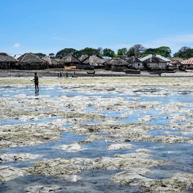 Kojani Island: SHOBE Dance Tour with Workshop & Tastings - Key Points  