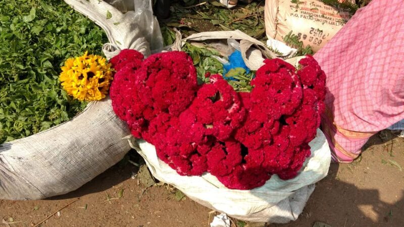 Kolkata: Half-Day Morning Tour w/ Flower Market - Start with a Prompt Hotel Pickup