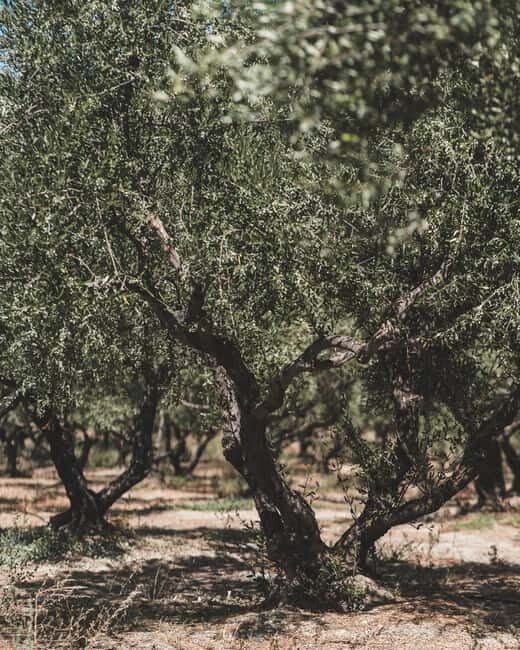 Kolymvari: Biolea Olive Oil Enthusiast Tour - FAQs