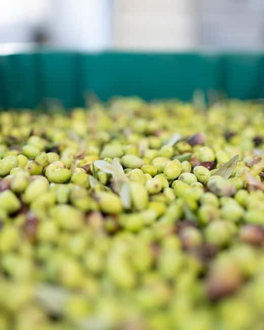 Kolymvari: Biolea Olive Oil Enthusiast Tour - Final Thoughts