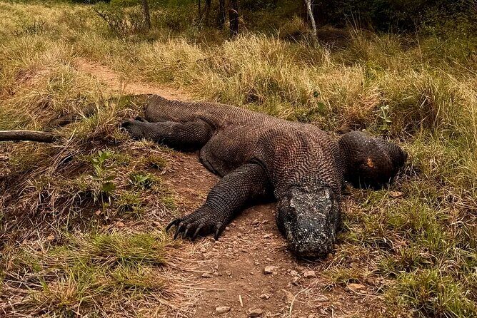 Komodo Adventure in a Day 6 Stunning Spots with Mac Cruise - What Reviewers Say: Authentic Insights