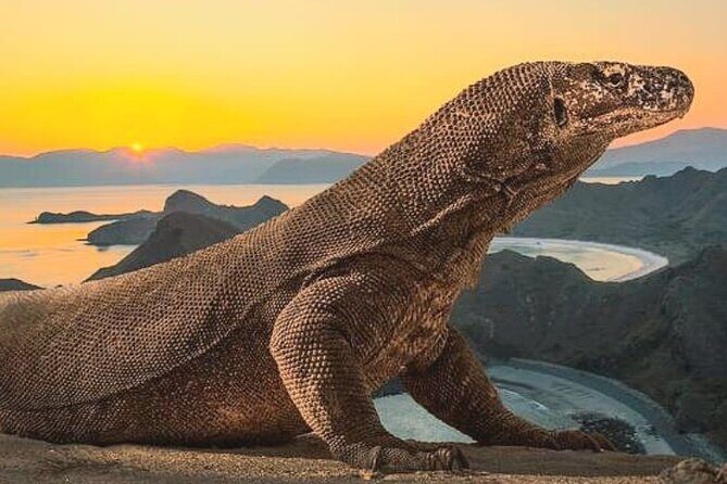 Komodo Island 2 Days 1 Night Tour with Flights from Bali - Introduction
