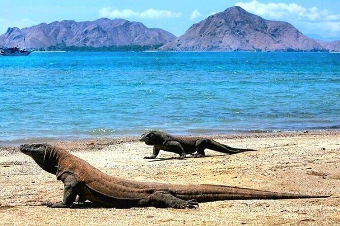 Komodo Island 2 Days 1 Night Tour with Flights from Bali - Key Points