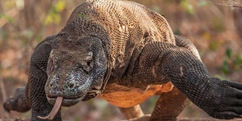 komodo-island-private-3-day-tour-with-boat-and-hotel-stay