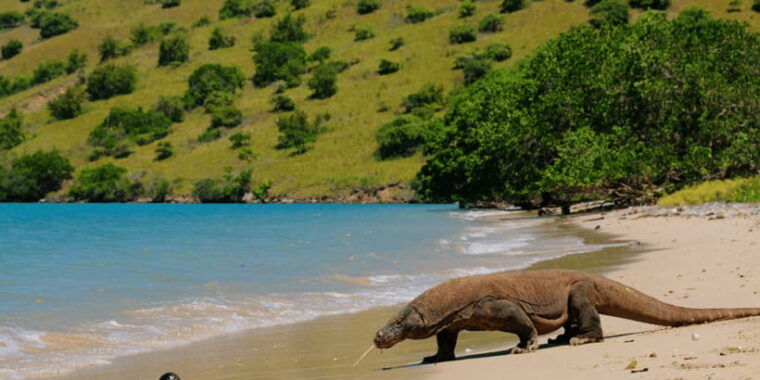 komodo-island-private-3-day-tour-with-boat-and-hotel-stay