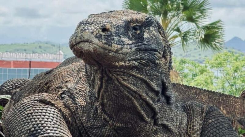 Komodo Island Shore Excursion for Cruise Ship Passengers - Transportation and Group Size