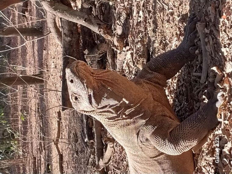 komodo-island-tour-3days-2nights