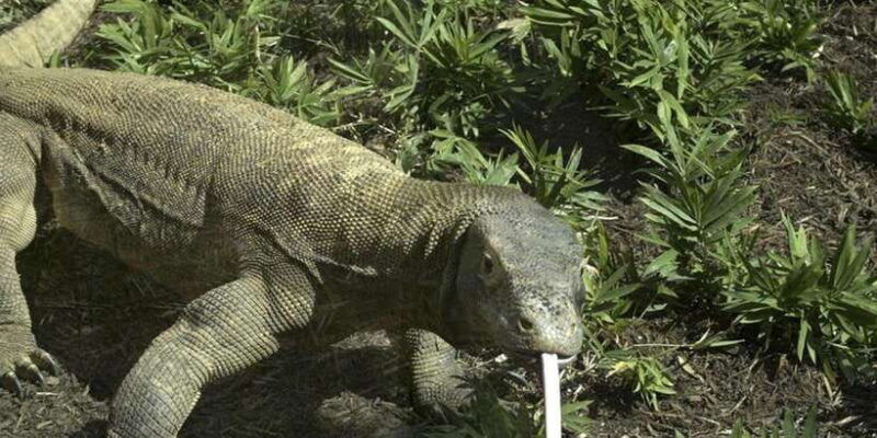 komodo-islands-private-2-day-tour-on-a-wooden-boat