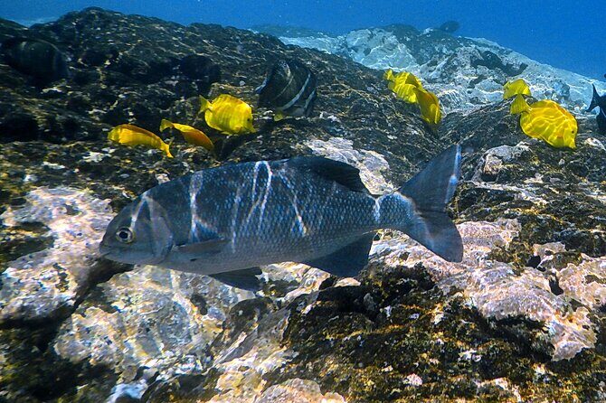 Kona Coast Cruise: Snorkel Kealakekua Bay & Dolphin Encounter - Price and Overall Value