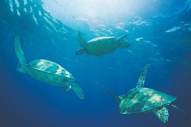 kona-coastline-escape-sail-with-dolphins-turtles-on-honi-olani