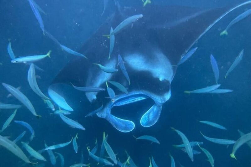 kona-hi-sunset-manta-ray-tour-10-passengers-maximum