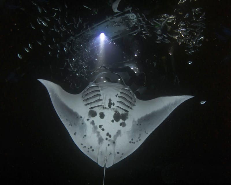kona-hi-sunset-manta-ray-tour-10-passengers-maximum