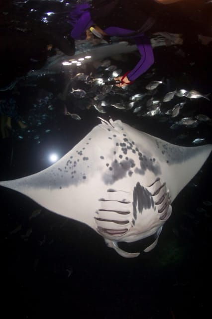 kona-hi-sunset-manta-ray-tour-10-passengers-maximum