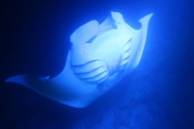 kona-manta-rays-guaranteed-night-snorkel-in-keauhou-harbor