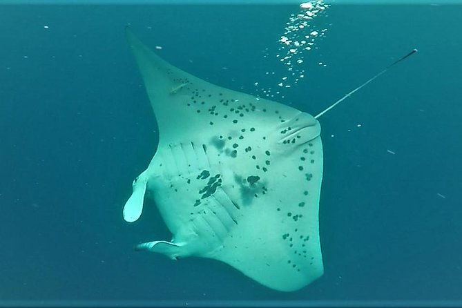 kona-manta-rays-guaranteed-night-snorkel-in-keauhou-harbor