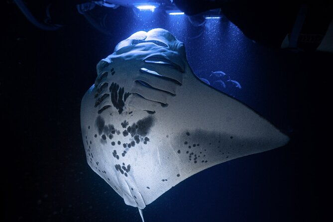 kona-night-manta-snorkel-tour-2