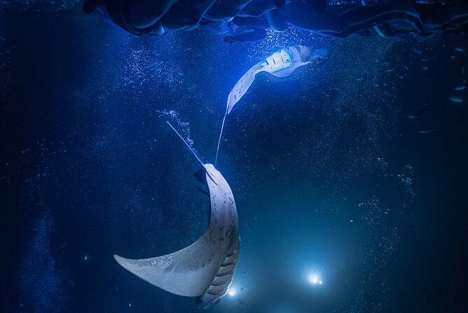 kona-night-manta-snorkel-tour-2