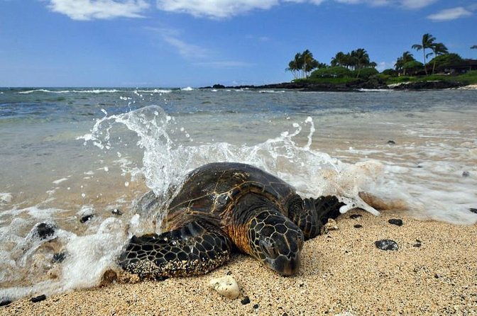 kona-shore-excursion-sea-turtles-historic-kona-coffee