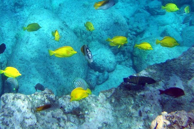 kona-shore-excursion-wild-dolphin-reefs-snorkel-and-sea-caves