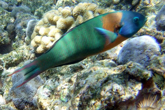 kona-shore-excursion-wild-dolphin-reefs-snorkel-and-sea-caves