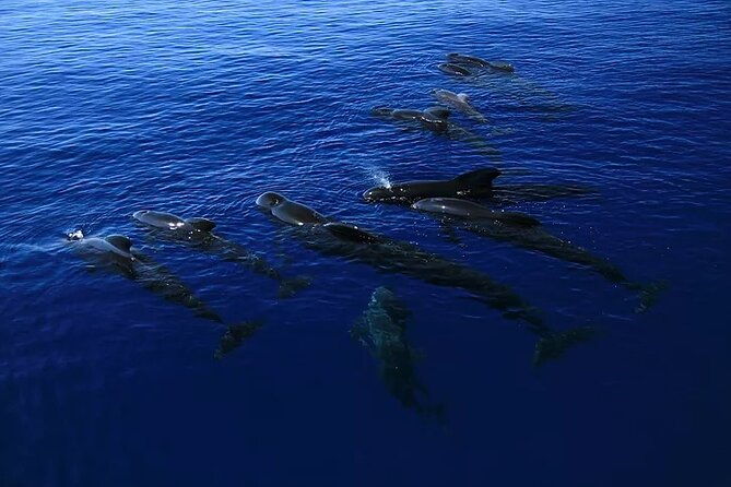 kona-wild-dolphin-sea-cave-captain-cook-reef-snorkel-adventure