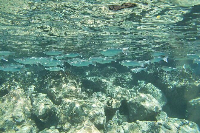 Kona's Deluxe Snorkel - Snorkel Captain Cook and Place of Refuge - FAQs