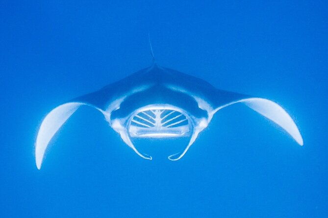 konas-magical-manta-ray-night-snorkel-small-group-eco-tour