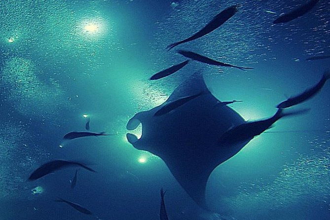 konas-magical-manta-ray-night-snorkel-small-group-eco-tour
