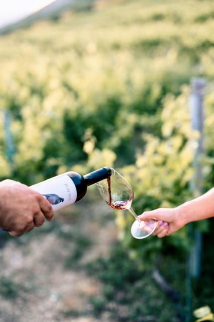 konavle-valley-wine-tasting-at-dubrovnik-cellars