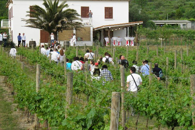 konavle-valley-wine-tour-from-dubrovnik-with-train-ride-and-wine-tasting-2