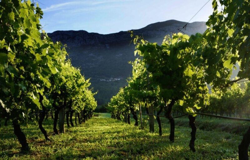 konavle-wine-tasting-tour-from-dubrovnik-with-2-vinerys-3