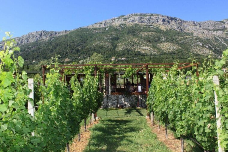 konavle-wine-tasting-tour-from-dubrovnik-with-2-vinerys-3