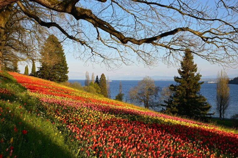 konstanz-mainau-island-entry-ticket