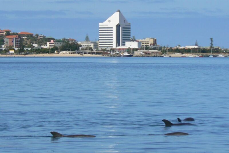 Koombana Bay: Dolphin Eco Cruise - Koombana Bay: Dolphin Eco Cruise – The Ultimate Guide to Watching Dolphins in Bunbury  