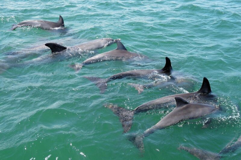 Koombana Bay: Dolphin Eco Cruise - Key Points  