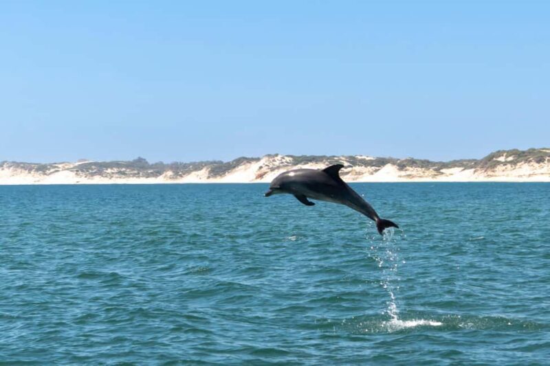 Koombana Bay: Dolphin Eco Cruise - Final Thoughts  