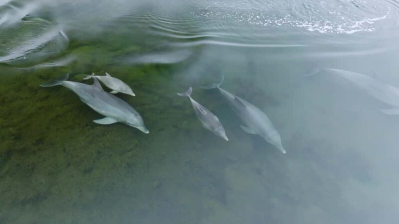 Koombana Bay: Dolphin Eco Cruise - FAQ  