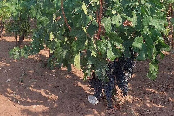 korcula-for-wine-lovers-posip-and-grk-wines-private-tour