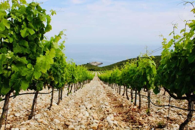 Korcula: Guided Wine Tour with Tastings - The Value of the Experience