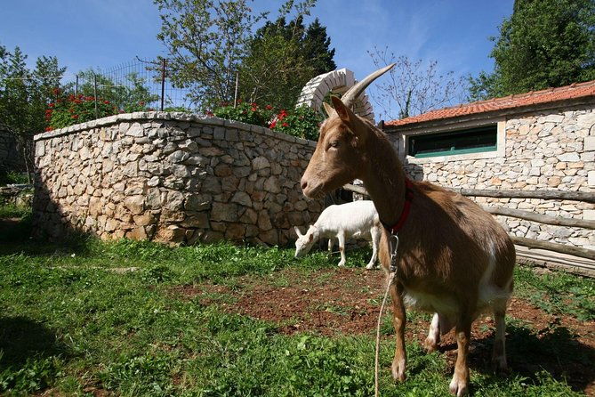 korcula-island-mountain-e-bike-tour-2