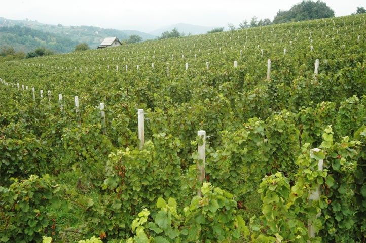 korcula-ston-full-day-private-tour-from-dubrovnik