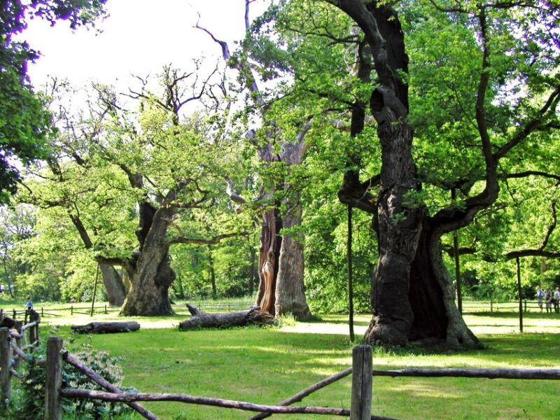 kornik-castle-and-rogalin-palace-half-day-private-tour