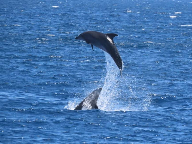 Kos: 3-Island Cruise with Lunch and Hotel Transfer - Overview of the Experience