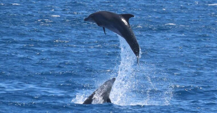 kos-3-island-cruise-with-lunch-and-hotel-transfer